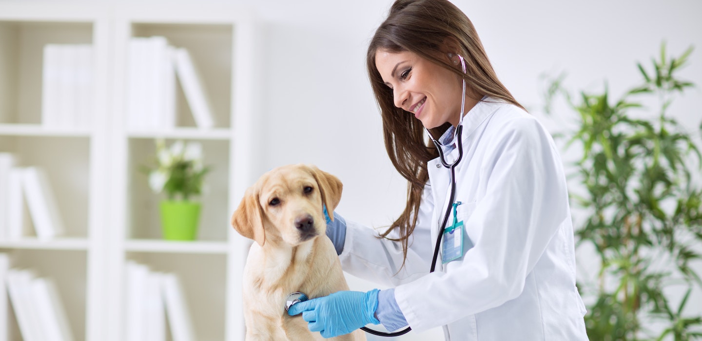 How To Find the Best Veterinarian Near Me